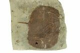 Fossil Leaf (Zizyphoides) - Montana #270994-1